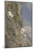 Mountain Goats, Kongakut River, ANWR, Alaska, USA-Tom Norring-Mounted Photographic Print