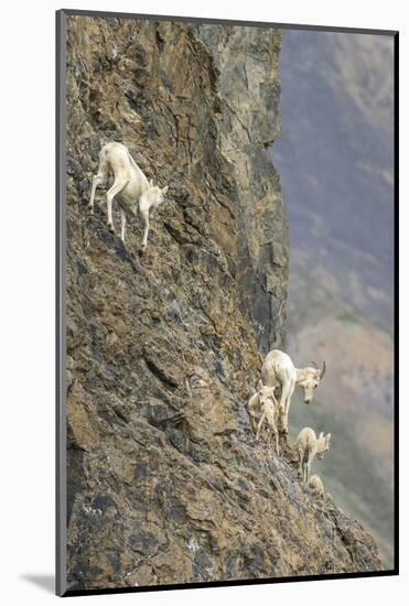 Mountain Goats, Kongakut River, ANWR, Alaska, USA-Tom Norring-Mounted Photographic Print