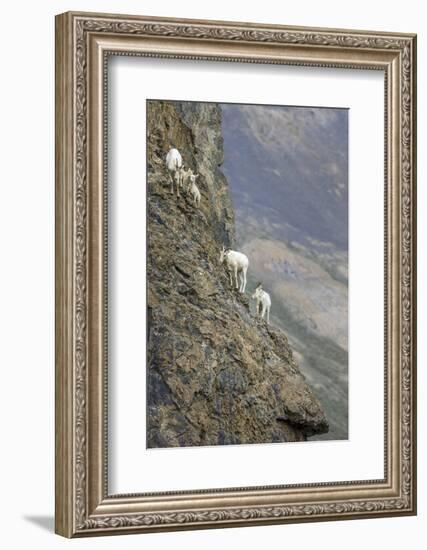 Mountain Goats, Kongakut River, ANWR, Alaska, USA-Tom Norring-Framed Photographic Print