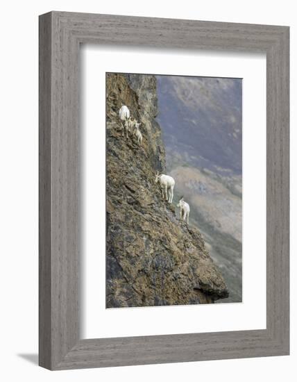 Mountain Goats, Kongakut River, ANWR, Alaska, USA-Tom Norring-Framed Photographic Print