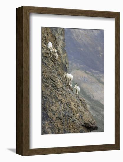 Mountain Goats, Kongakut River, ANWR, Alaska, USA-Tom Norring-Framed Photographic Print