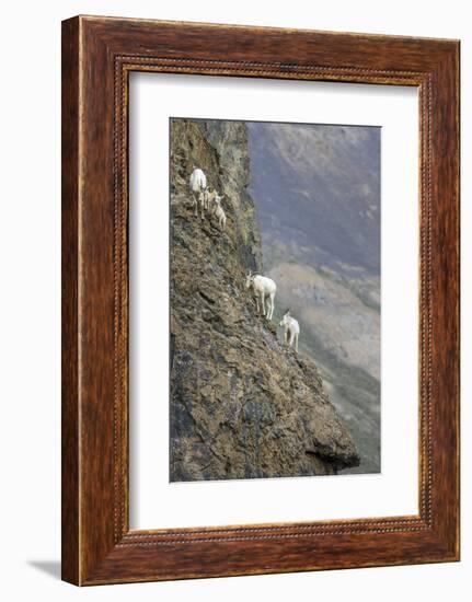 Mountain Goats, Kongakut River, ANWR, Alaska, USA-Tom Norring-Framed Photographic Print