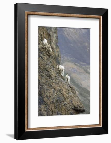 Mountain Goats, Kongakut River, ANWR, Alaska, USA-Tom Norring-Framed Photographic Print