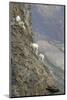 Mountain Goats, Kongakut River, ANWR, Alaska, USA-Tom Norring-Mounted Photographic Print