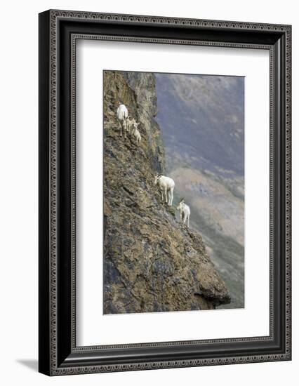 Mountain Goats, Kongakut River, ANWR, Alaska, USA-Tom Norring-Framed Photographic Print