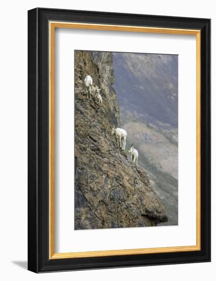 Mountain Goats, Kongakut River, ANWR, Alaska, USA-Tom Norring-Framed Photographic Print