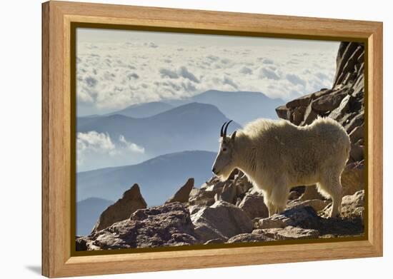 Mountain Goats, Mount Evans, Colorado, USA-null-Framed Premier Image Canvas