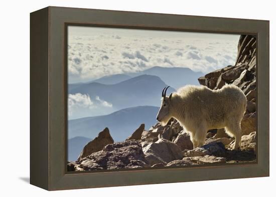 Mountain Goats, Mount Evans, Colorado, USA-null-Framed Premier Image Canvas