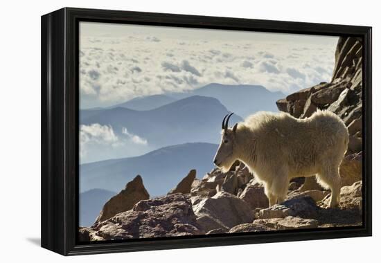 Mountain Goats, Mount Evans, Colorado, USA-null-Framed Premier Image Canvas
