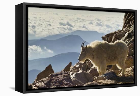 Mountain Goats, Mount Evans, Colorado, USA-null-Framed Premier Image Canvas