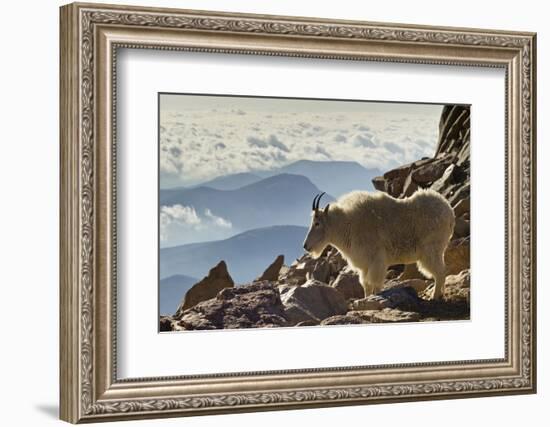 Mountain Goats, Mount Evans, Colorado, USA-null-Framed Photographic Print