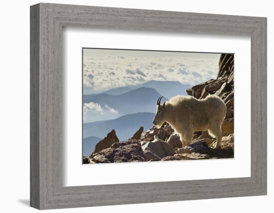 Mountain Goats, Mount Evans, Colorado, USA-null-Framed Photographic Print