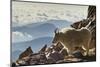 Mountain Goats, Mount Evans, Colorado, USA-null-Mounted Photographic Print