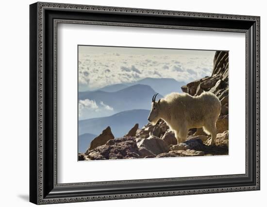 Mountain Goats, Mount Evans, Colorado, USA-null-Framed Photographic Print