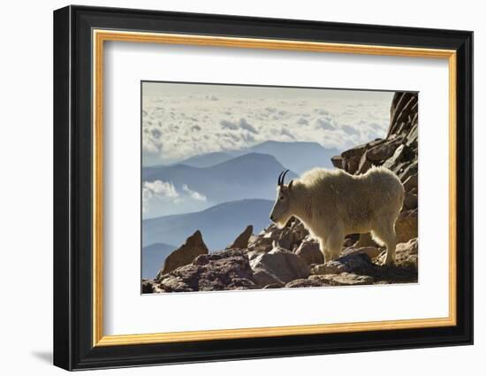 Mountain Goats, Mount Evans, Colorado, USA-null-Framed Photographic Print