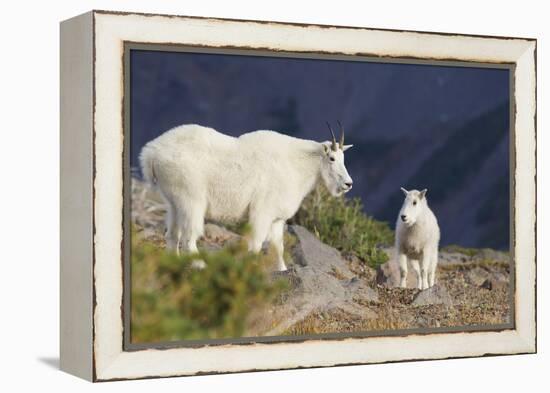 Mountain Goats, nanny and kid-Ken Archer-Framed Premier Image Canvas