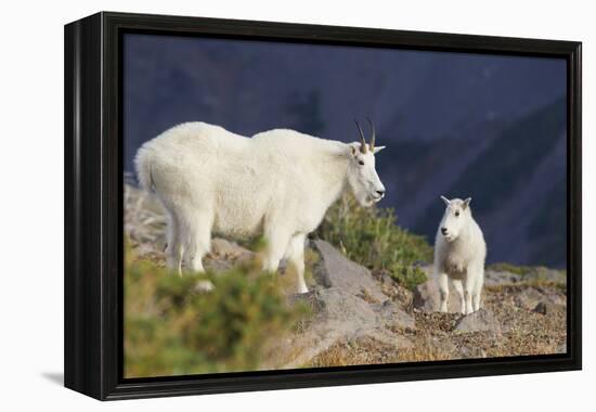 Mountain Goats, nanny and kid-Ken Archer-Framed Premier Image Canvas