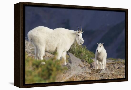 Mountain Goats, nanny and kid-Ken Archer-Framed Premier Image Canvas