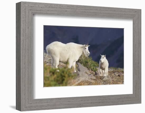 Mountain Goats, nanny and kid-Ken Archer-Framed Photographic Print