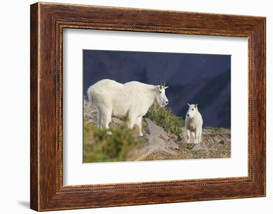 Mountain Goats, nanny and kid-Ken Archer-Framed Photographic Print