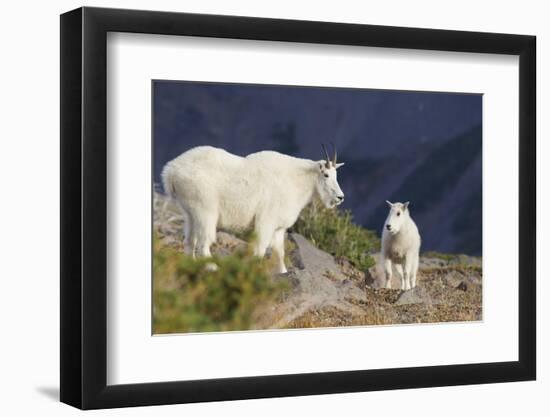 Mountain Goats, nanny and kid-Ken Archer-Framed Photographic Print