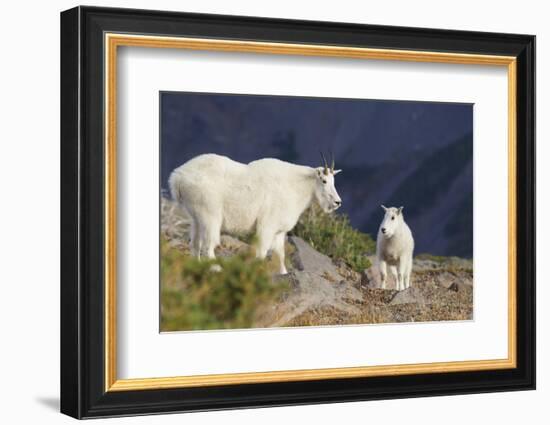 Mountain Goats, nanny and kid-Ken Archer-Framed Photographic Print