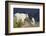 Mountain Goats, nanny and kid-Ken Archer-Framed Photographic Print