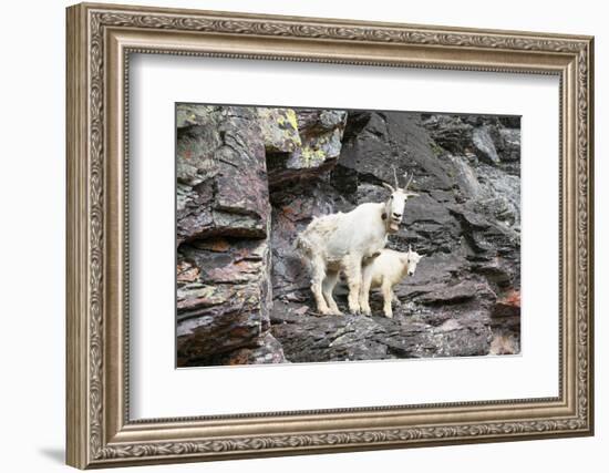 Mountain Goats on Comeau Pass Trail, Glacier National Park, Montana-Alan Majchrowicz-Framed Photographic Print