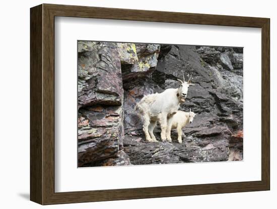 Mountain Goats on Comeau Pass Trail, Glacier National Park, Montana-Alan Majchrowicz-Framed Photographic Print