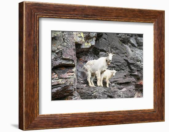 Mountain Goats on Comeau Pass Trail, Glacier National Park, Montana-Alan Majchrowicz-Framed Photographic Print