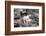 Mountain Goats on Comeau Pass Trail, Glacier National Park, Montana-Alan Majchrowicz-Framed Photographic Print