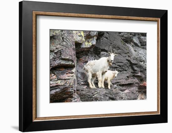 Mountain Goats on Comeau Pass Trail, Glacier National Park, Montana-Alan Majchrowicz-Framed Photographic Print