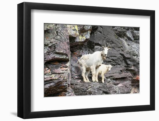 Mountain Goats on Comeau Pass Trail, Glacier National Park, Montana-Alan Majchrowicz-Framed Photographic Print