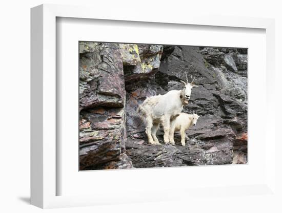 Mountain Goats on Comeau Pass Trail, Glacier National Park, Montana-Alan Majchrowicz-Framed Photographic Print