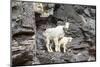 Mountain Goats on Comeau Pass Trail, Glacier National Park, Montana-Alan Majchrowicz-Mounted Photographic Print