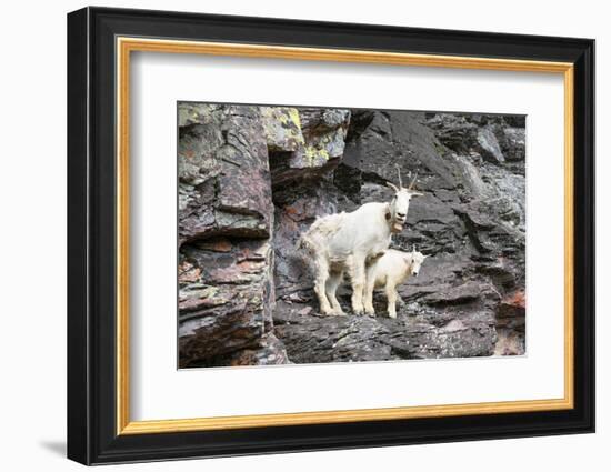 Mountain Goats on Comeau Pass Trail, Glacier National Park, Montana-Alan Majchrowicz-Framed Photographic Print