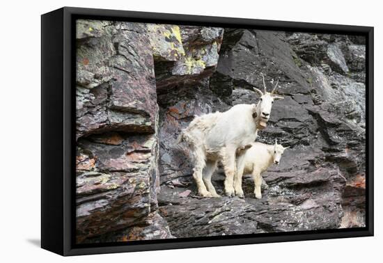 Mountain Goats on Comeau Pass Trail, Glacier National Park, Montana-Alan Majchrowicz-Framed Premier Image Canvas