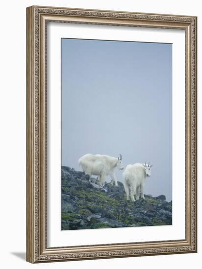 Mountain Goats On Mt. Rainier National Park, WA-Justin Bailie-Framed Photographic Print