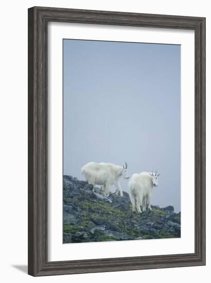 Mountain Goats On Mt. Rainier National Park, WA-Justin Bailie-Framed Photographic Print