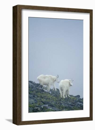 Mountain Goats On Mt. Rainier National Park, WA-Justin Bailie-Framed Photographic Print