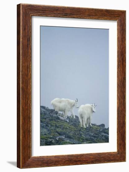 Mountain Goats On Mt. Rainier National Park, WA-Justin Bailie-Framed Photographic Print