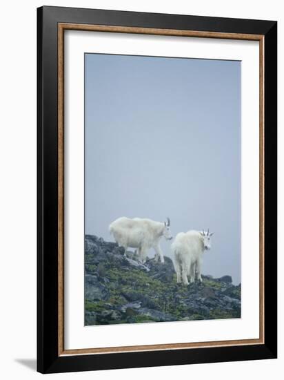 Mountain Goats On Mt. Rainier National Park, WA-Justin Bailie-Framed Photographic Print