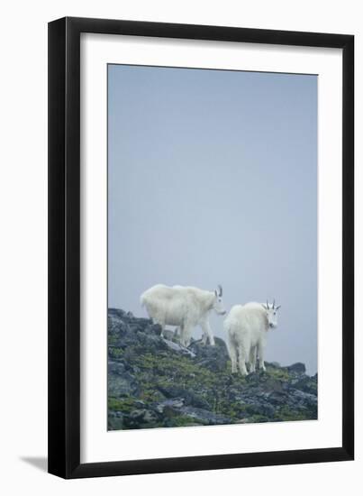 Mountain Goats On Mt. Rainier National Park, WA-Justin Bailie-Framed Photographic Print