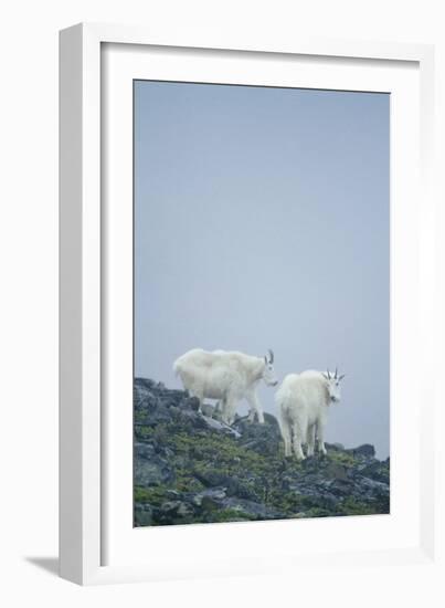 Mountain Goats On Mt. Rainier National Park, WA-Justin Bailie-Framed Photographic Print