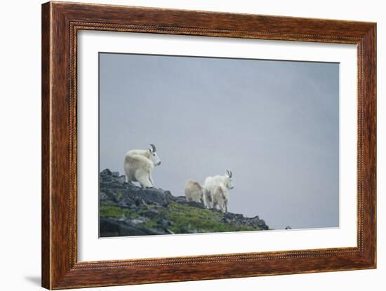 Mountain Goats On Mt. Rainier National Park, WA-Justin Bailie-Framed Photographic Print