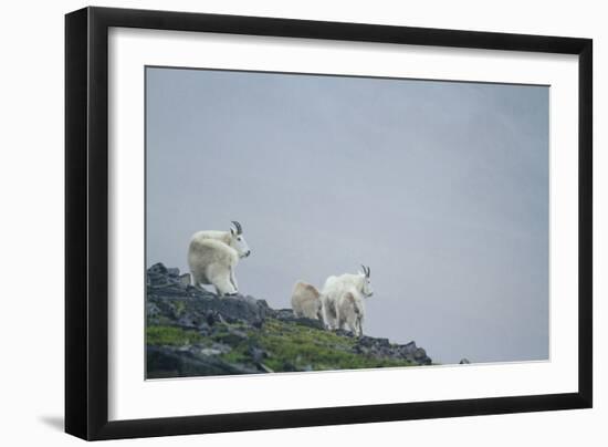 Mountain Goats On Mt. Rainier National Park, WA-Justin Bailie-Framed Photographic Print
