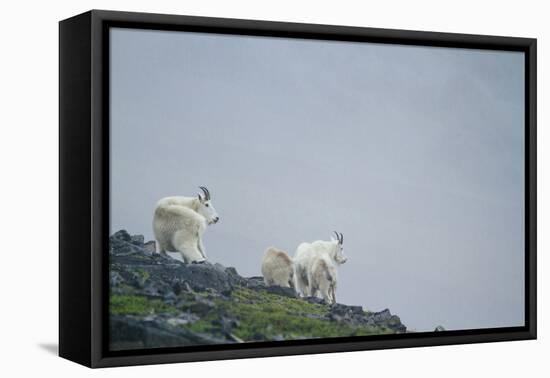 Mountain Goats On Mt. Rainier National Park, WA-Justin Bailie-Framed Premier Image Canvas