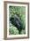 Mountain Gorilla And Infant-Tony Camacho-Framed Photographic Print