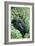 Mountain Gorilla And Infant-Tony Camacho-Framed Photographic Print