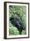 Mountain Gorilla And Infant-Tony Camacho-Framed Photographic Print